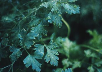 Dark Urine Could Indicate a Liver Problem