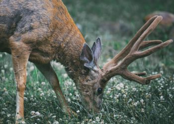 Weakest Piglets May Sneak Help From Strongest Siblings
