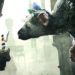 The Last Guardian Playstation 4 Game review