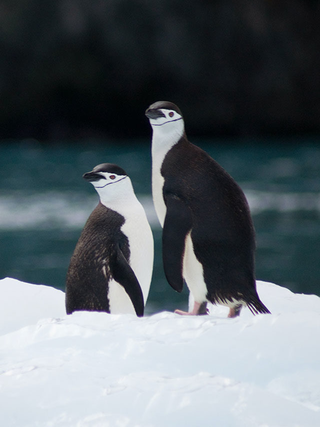 How We Know Humans Are to Blame for the Arctic’s Extremely Warm Winter